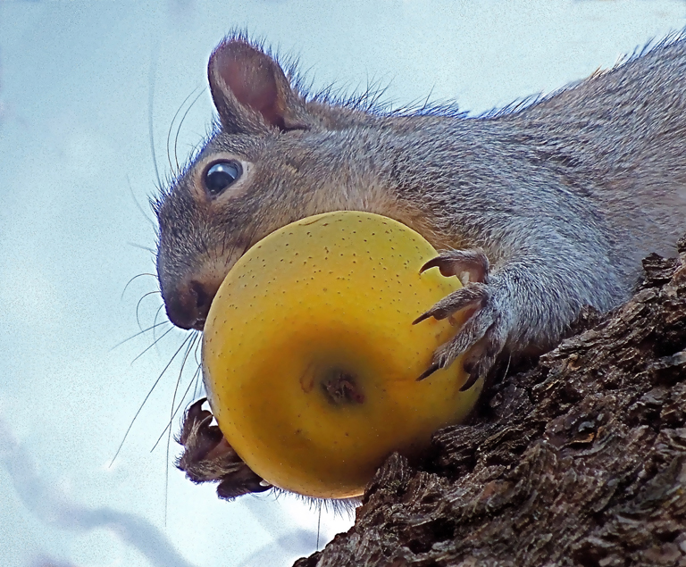 An Apple a Day